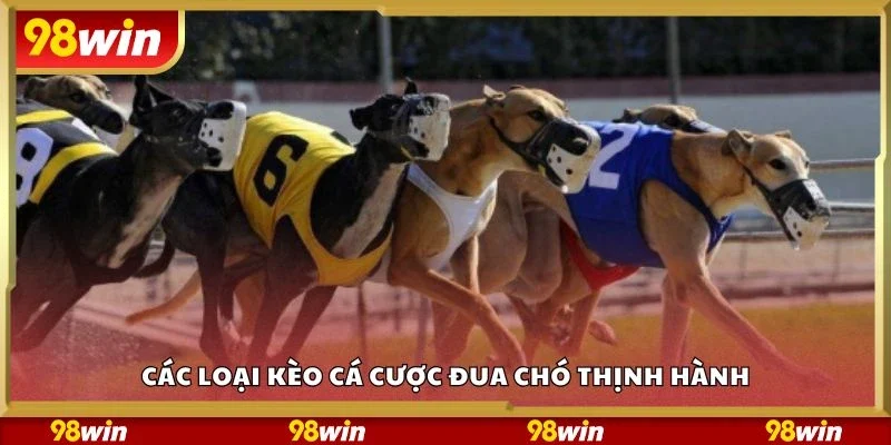 Các loại kèo cá cược đua chó thịnh hành